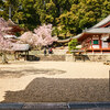 地元の桜 ～ 天野山金剛寺 Ⅳ