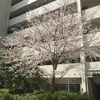 桜、満開近し