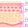 夏の日焼け対策