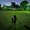 黒柴 🐶 つん