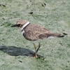 2021年9月の野鳥