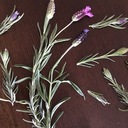 植物は朝日和