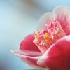 侘助と椿の違いはどこ？それぞれの由来や種類・花言葉についても