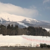 岩木山百沢のスギ林の様子をレポート