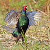 2023.10.26　河川敷今日の野鳥......12選