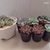 【気になる多肉植物】ダイソーの多肉植物