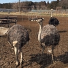 石岡ダチョウ王国でダチョウと触れ合ってダチョウ肉を食べよう！