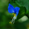 ツユクサ:露草　鴨頭草　月草　鴨跖草　碧嬋花