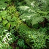 倒木に たくさんの植物が