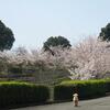 神山森林公園の桜まつり