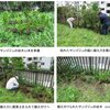 4号棟のサンゴジュ生垣に補植を実施