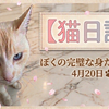 4月20日 ぼくの完璧な身だしなみ LEDライト付き爪切りで猫のネイルケア対策