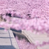 2025 京都 淀 河津桜 4