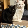 家には猫が待っている！