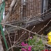 ニシキギの新芽