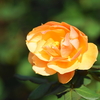 秋バラを撮りに花菜ガーデンへ