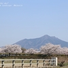 小貝川ふれあい公園の桜並木・・