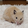春だね🐹ハムスターくりちゃん　