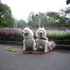 ○「明石公園」　夕方の散歩