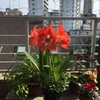 聖五月壊れたままの鳩時計