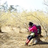 蝋梅が咲く宝登山へ