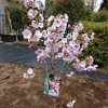 【日々徒然】自宅の桜の苗木、満開。