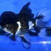 熱帯魚店で見かけた金魚。