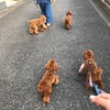 犬の散歩でこれだけはやめてもらいたい。だってワンちゃん可哀想だし、交通ルール的にもダメなんじゃ…？