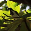 アオツラミツスイ(Blue-faced Honeyeater)