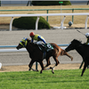 金杯を観に行ってきました【2017 京都競馬場】