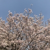 桜と梅とツバキの開花状況2017  我が家の樹木定点観察〈京都府南部〉 Blooming status of cherry & ume blossoms at my house garden, Southern part of Kyoto prefecture  Date: Apr. 14, 2017