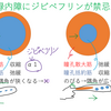 ジピベフリンが閉塞偶角緑内障に禁忌なのはなぜ？