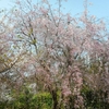 鎌倉散歩4月〜桜吹雪の天園ハイキングコース