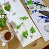 水彩絵の具と、植物画