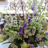 DAILY FLOWERS