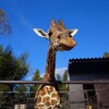 （日本一時帰国´24）カンガルーやカピバラ、ウサギなんかに直接触れ合える動物園『サユリ・ワールド』へ