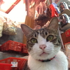 猫様と市場（香港猫事情）垂涎もの画像付き
