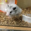 しろあん799日目