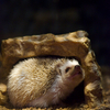 ヨツユビハリネズミ Atelerix albivenntris 