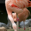 チリーフラミンゴ Phoenicopterus chilensis