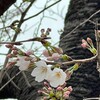 桜は咲いたが、寒かった