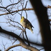 ハイタカ・アオバト・オオタカ(大阪城野鳥探鳥 2018/02/24 6:05-11:35)