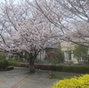 🌸ちはら台の桜🌸