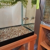 すくい金魚 いったん水槽を卒業