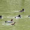 井の頭恩賜公園_２・・鳥・・（東京都武蔵野市・三鷹市）