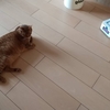 猫 VS. ブラーバ