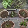 タイヤ交換：脱着／植木鉢の土入替／観葉植物を鉢植え