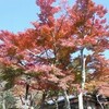 北鎌倉の紅葉