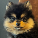 念仏小僧 犬太郎