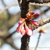 寒桜（カンザクラ）咲いています　Prunus × kanzakura